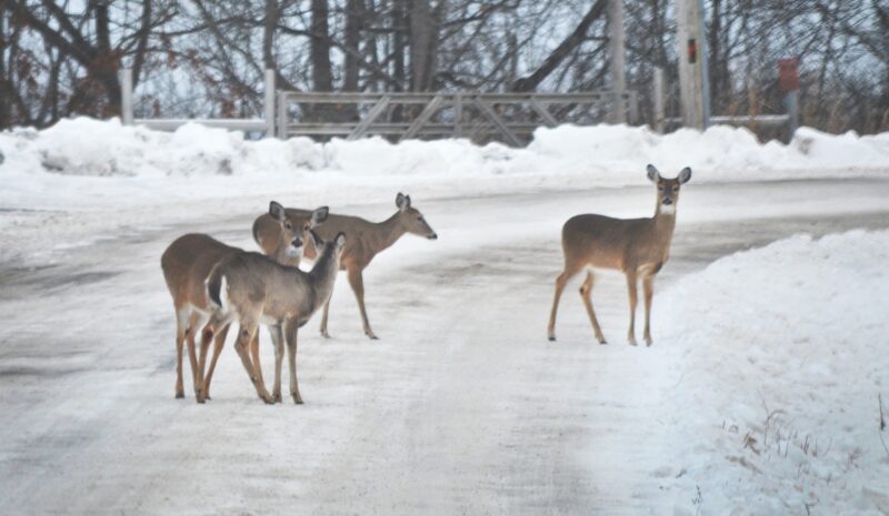 How wildlife survive winter, local rehabilitator helps aquatic birds amidst winter storms